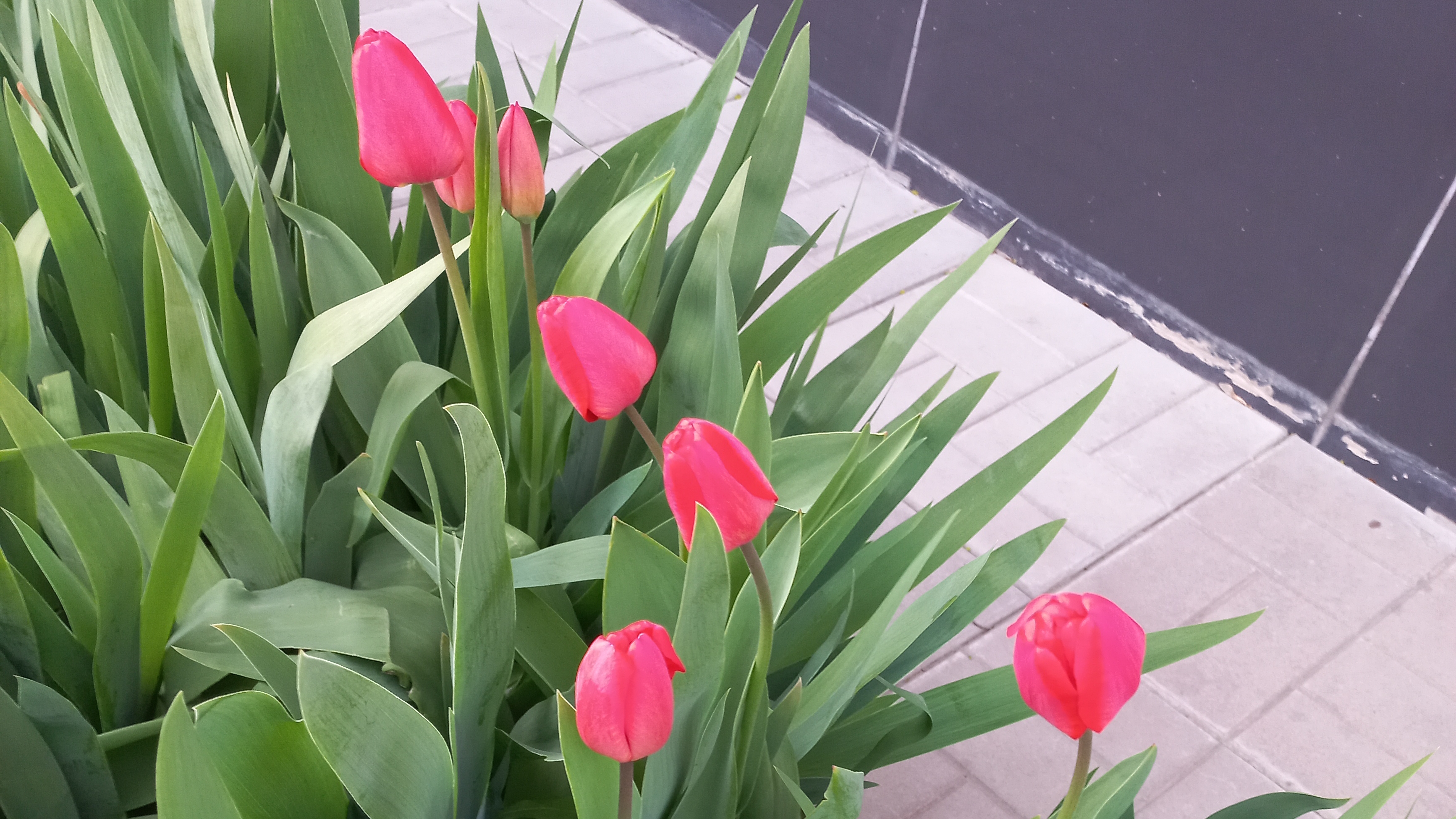 18.04.26 Встретили красавца на прогулке. Покупки.