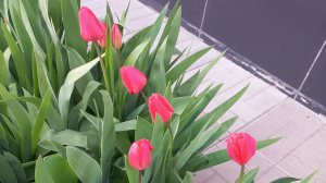 18.04.26 Встретили красавца на прогулке. Покупки.