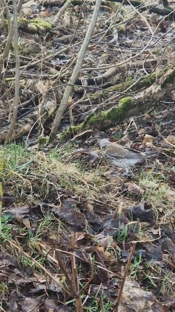 Забот полон рот. Птичьи весенние хлопоты.