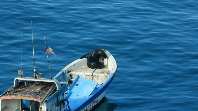 как он залез?