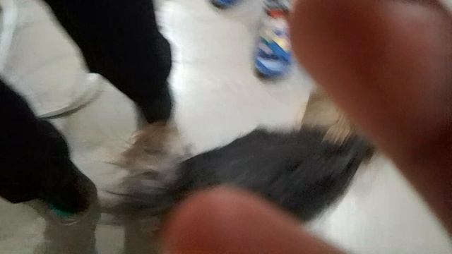 VID_20260322_184118.mp4