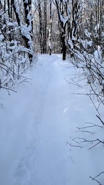 В снежной чаще