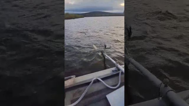 Проверка сетей, попадаются Чир, Сиг, Карась и Щука.