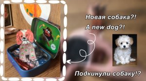 Новая собака?!| распаковка собачки 🐶