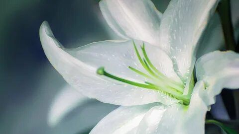 Благая Весть