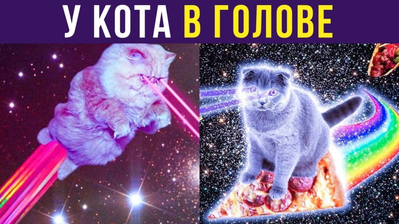 Что происходит у кота в голове Приколы с котами