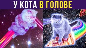 Что происходит у кота в голове) Приколы с котами