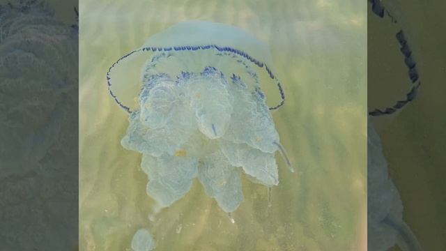 Веретено по-летнему!.