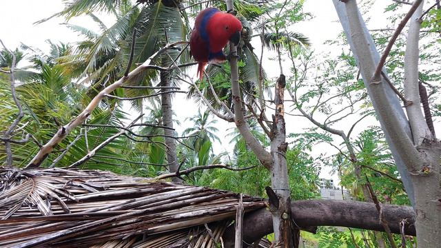 19. Мальдивы Ноябрь 2025. Остров Тодду. Попугайчики