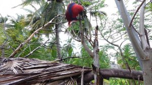 19. Мальдивы Ноябрь 2025. Остров Тодду. Попугайчики