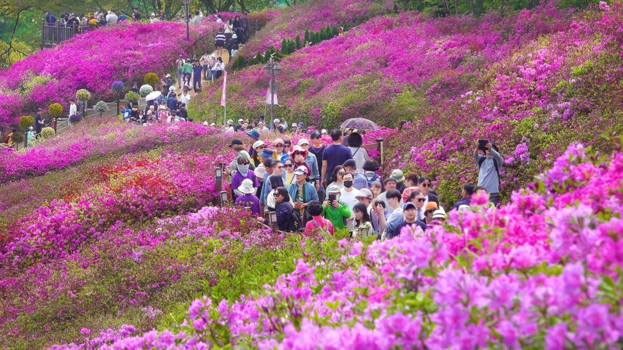 최대 인파 방문한 군포철쭉축제 2026, 최초 공개! 체험부스, 먹거리 장터, 4월 18일-26일, 서울 여행 워커.