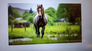 лошади это не просто какие-то там домашние животные!