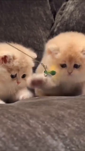 Клип @meowtaverse