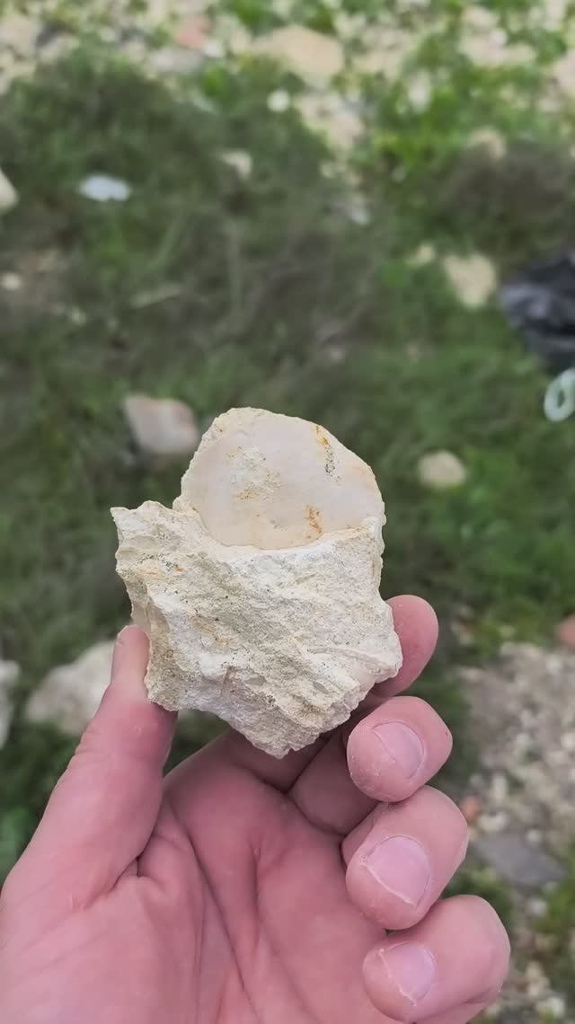 Nummulites 2026 04 19 Борщ