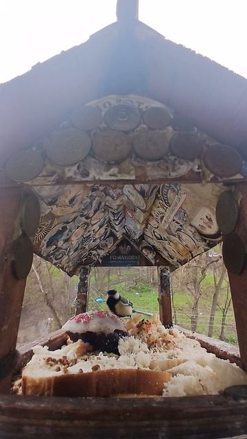 1000015850.mp4Кормушка.19.04.2026г.