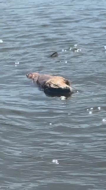 Уральская одиссея - 42 день