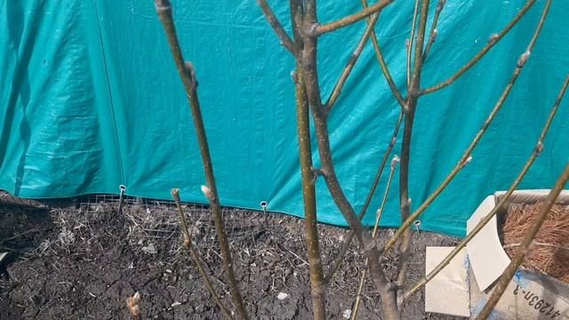 Весь день посвятила огороду.