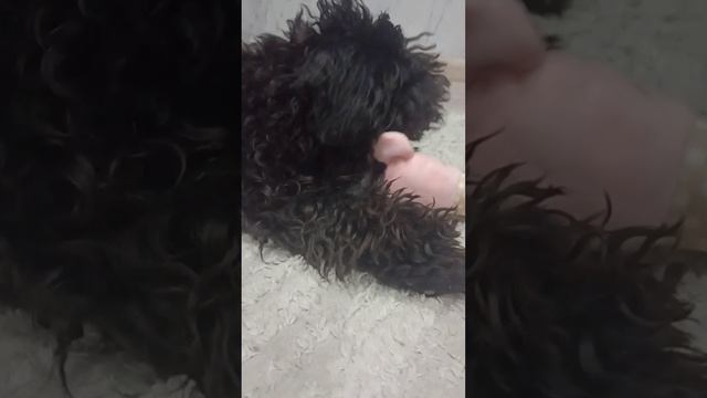 Любимые игрушки собачки Айзы.🐩