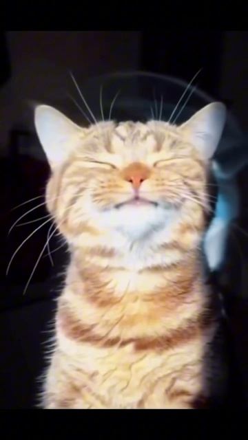 Стационарные бетононасосы Shailer