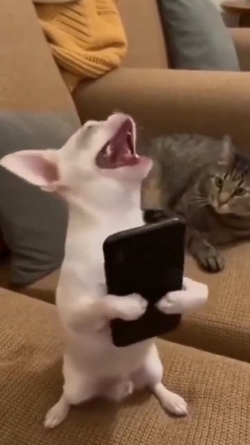 Прикол про собачку из нейросети