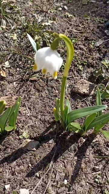 Белоцветники - первые весенние цветы.