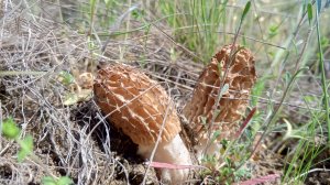 Охота на степной сморчок