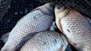 Рыбалка на донку, тут рыба есть, ловля на дикаре карася