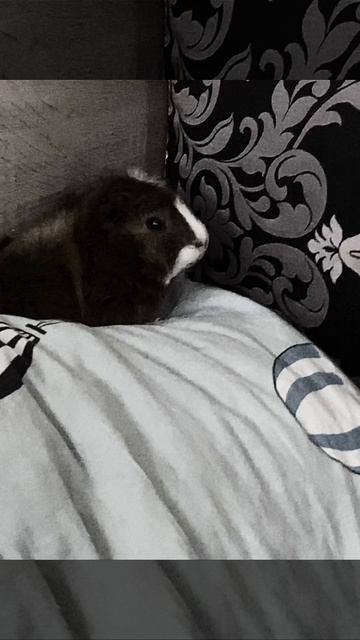 Морская свинка