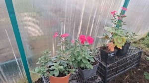 подкормка чеснока..рассада в теплице..