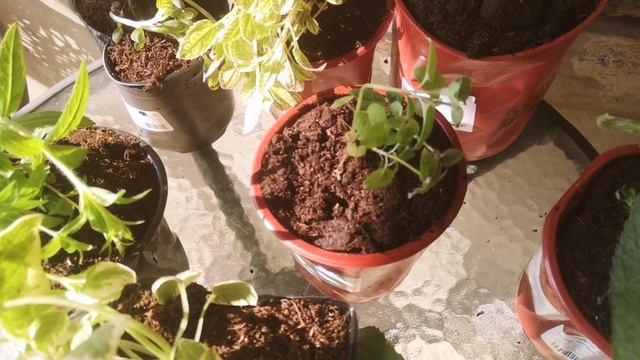 Распаковка растений из Плантмании