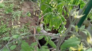 В ТЕПЛИЦЕ. ЧАСТЬ III. ПОСЛЕДНЯЯ.