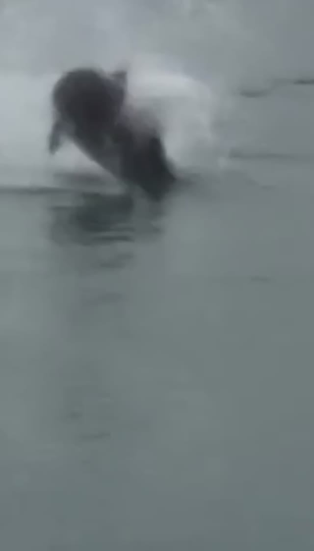 19 апреля ДЕЛЬФИНЫ НА КЛЕОПАТРЕ. ТУРЦИЯ 2026.