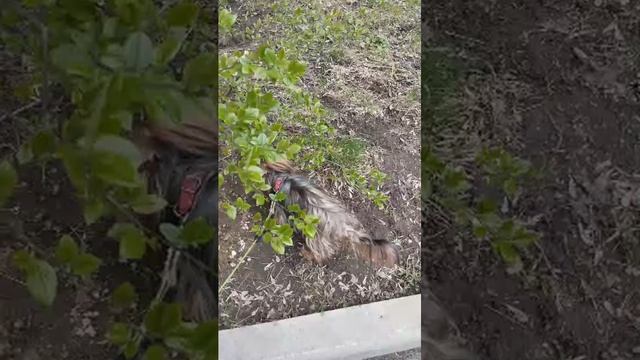 Мы идём гулять с собакой! | 19-апр-2026 2