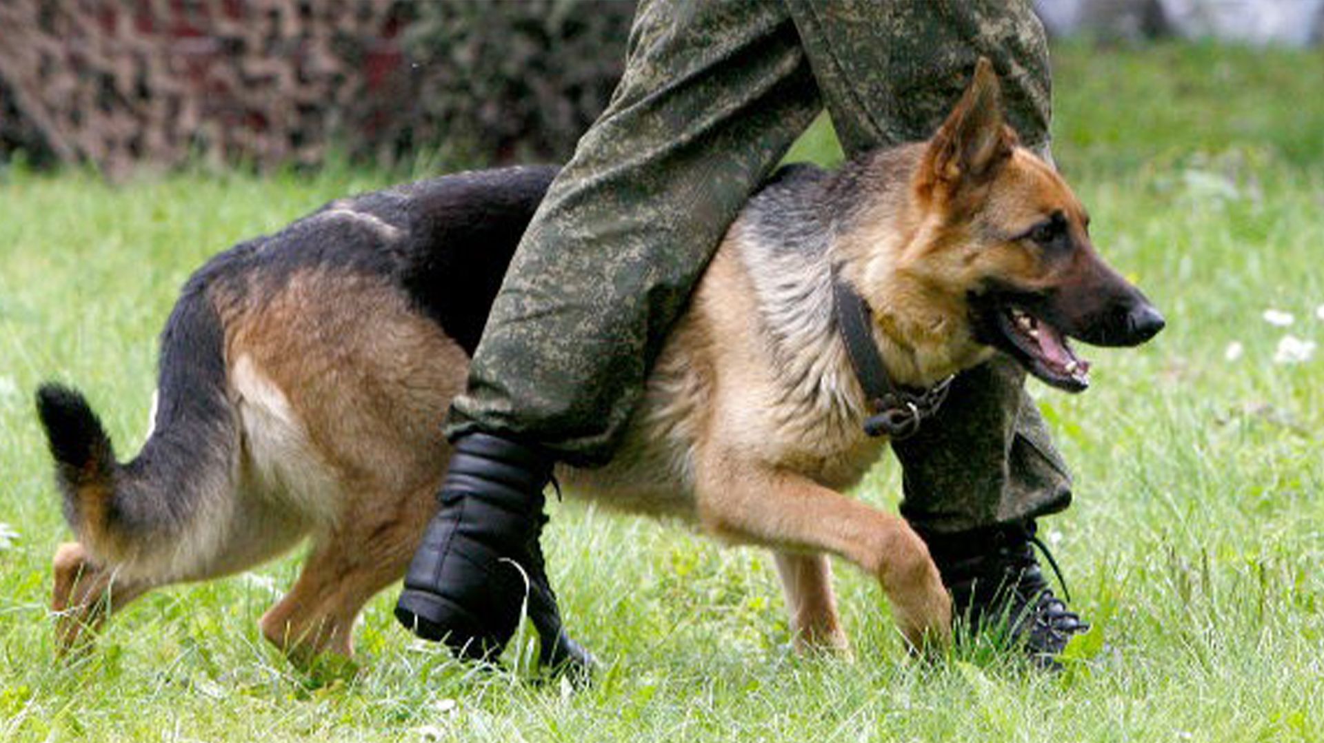 Лучшие служебные собаки показали мастерство: международный чемпионат кинологов прошел под Минском