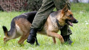 Лучшие служебные собаки показали мастерство: международный чемпионат кинологов прошел под Минском