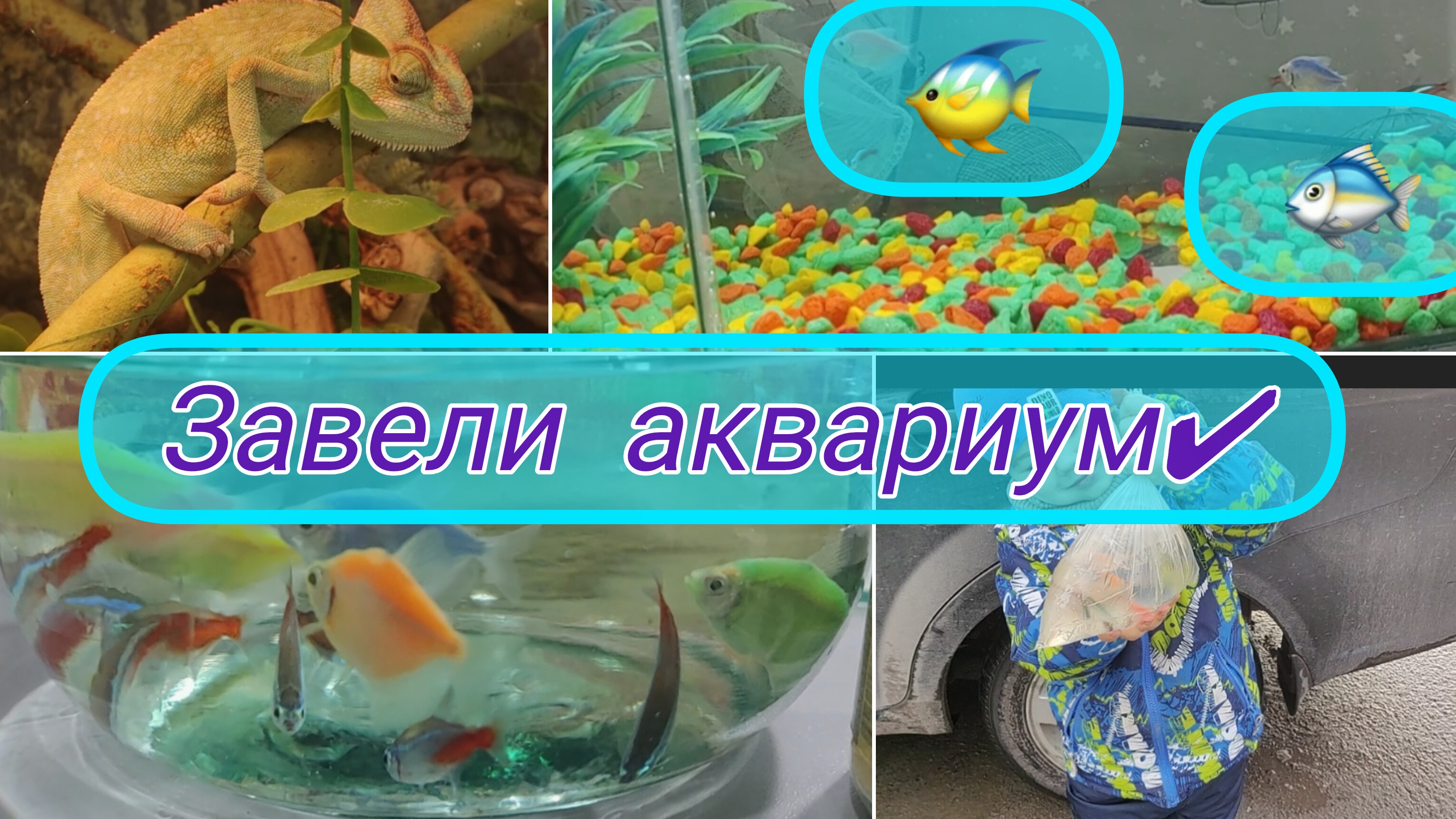 аквариум/каких завели рыбок🙃