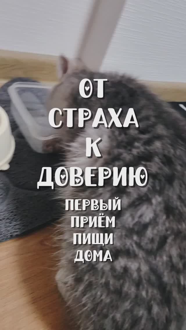 Сергей и Алиса | История двух сердец | Мисти | От страха к доверию