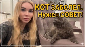 Трудный выбор: везти ли старого кота к ветеринару? Прошу совета у кошатников.