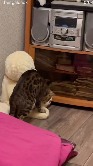 #бенгал#бенгальскийкот #кот