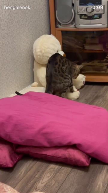 бенгалбенгальскийкот кот