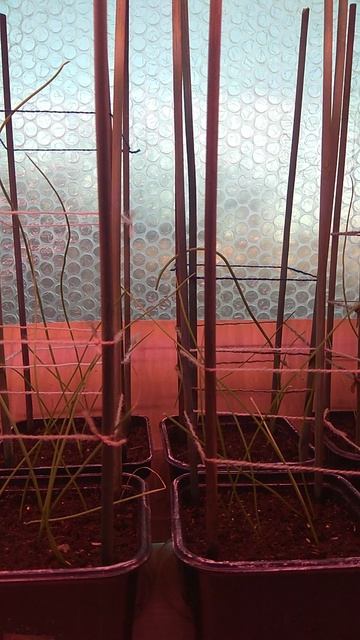 рассада лука эксибишен