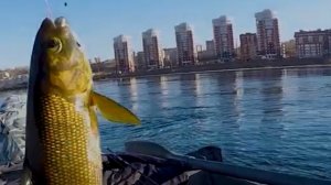 Вечерка перед нерестом