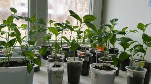 Рассада перца мартовского посева.Почти всё продано.