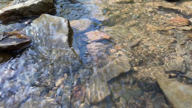 Звуки леса и полное погружение: Видео для отдыха