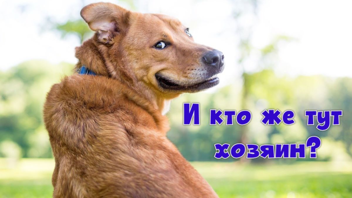 Кто главный человек в жизни собаки?