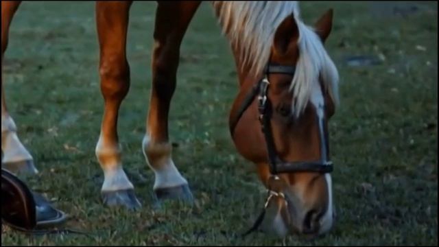 Бесстрашное сердце. слова Ольги Шмаковой (Белашевой)