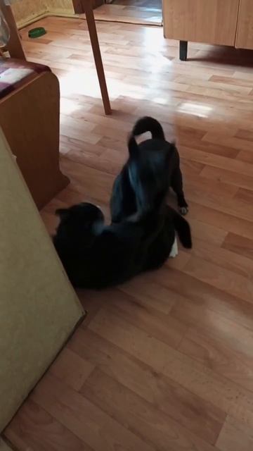 Не обижаю. Я- любя.Так мне прикольно лапкою тебя!❣️