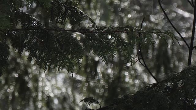 Лей Дождь,Лей🎶