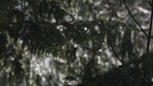 Лей Дождь,Лей🎶