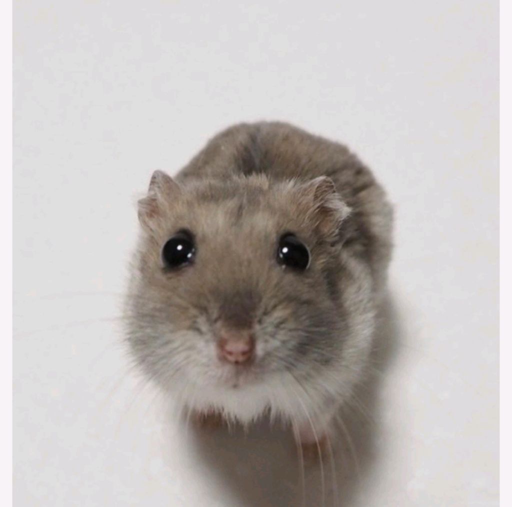 ВЫЗОВ МОЕГО ДВОЙНИКА